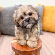 Lhasa-Apso-puppy-4